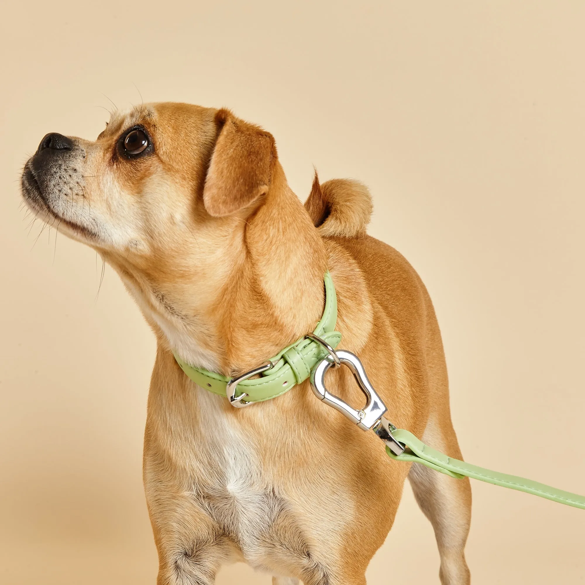 Lush Green Dog Collar & Lead Set
